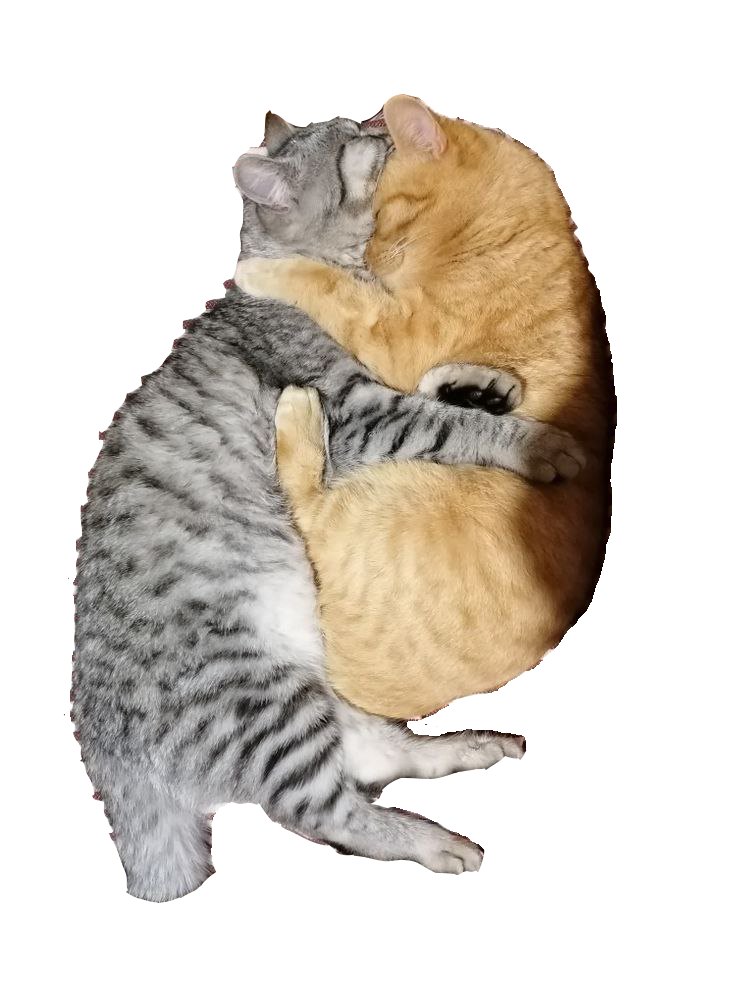 Kitty Schlafen